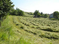 Haymaking - Paddock windrows