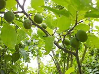 Greengages - June 07