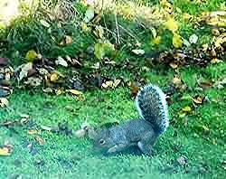 Squirrel - February 07